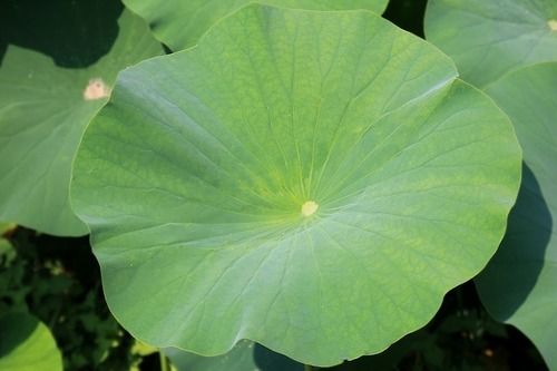 Natural Lotus Leaf
