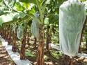 Crop Covers - Non-Woven Material | Easy to Carry, Reusable, Fine Finish for Fruit Protection