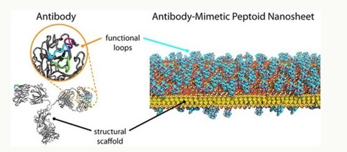 High-quality primary antibodies