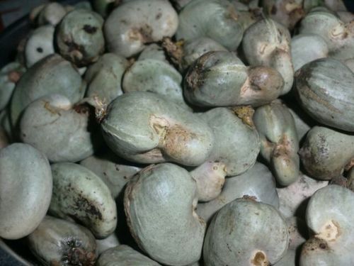 Raw Cashew Nuts & Kernel