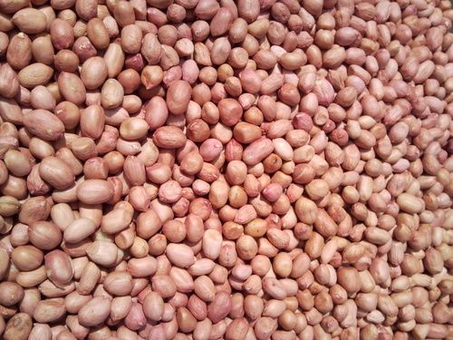 Ground Nut Seeds - Premium Quality, High Germination Rate, Nutrient-Rich