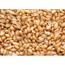 Best Quality Wheat