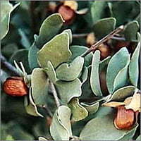 Jojoba Oil