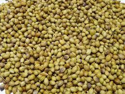 Coriander Seeds