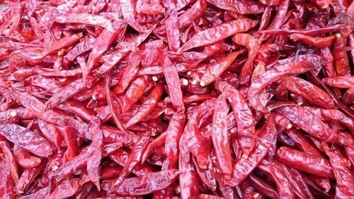 Dried Red Chilies-334/ S4/ Sanam
