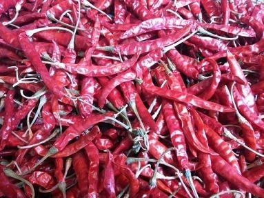 Dried Red Chilies-TEJA/S17