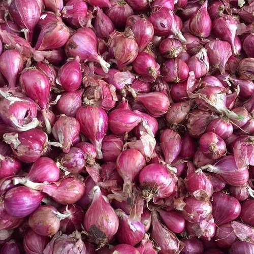 Fresh Red Onion