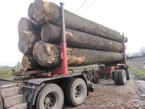 Belgian Poplar Logs