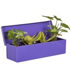 Box Planter