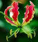  Gloriosa Superb आवेदन: पेय 