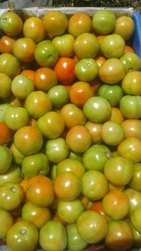 Fresh Organic Tomatoes