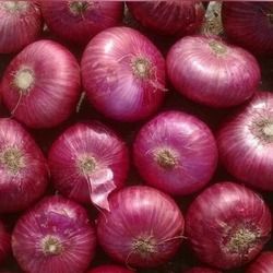 Red Onion