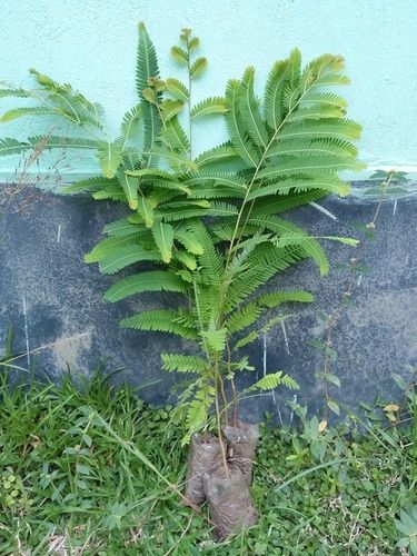 Amlokhi Plant