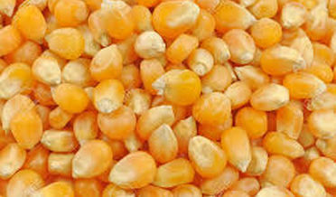 Quality Maize