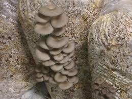 Oyster Mushroom