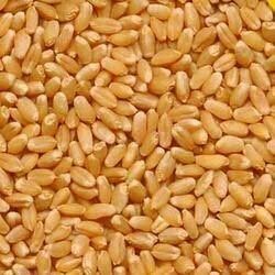 Desi Wheat