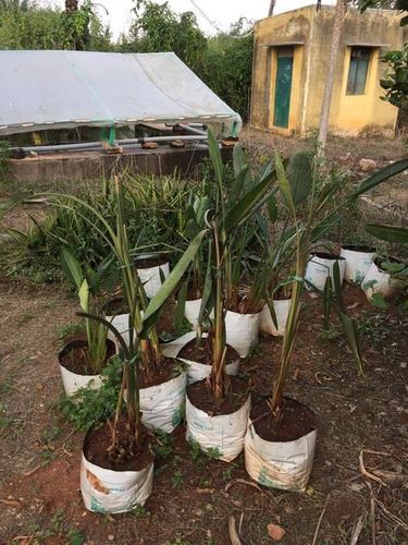 Bird Of Paradise Suckers Plant