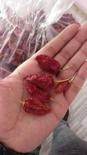 Bhut Jolokia Mirchi