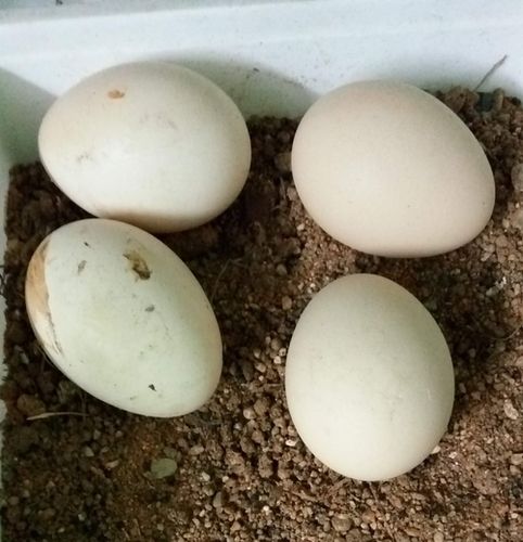 Kadaknath Eggs Gender: Girls