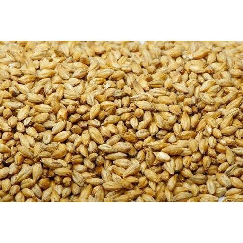 Laxshi Wheat