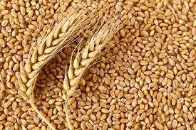 Narmada Wheat