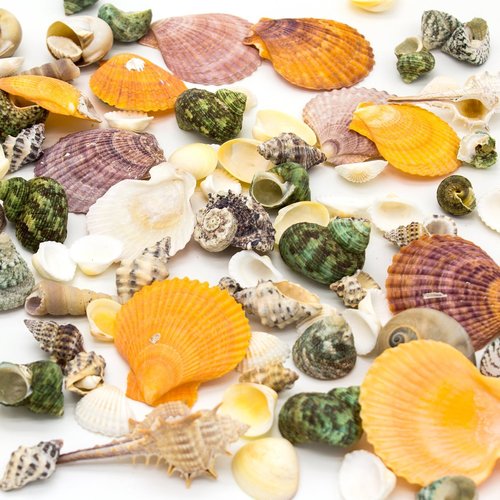 Sea Shell In Mumbai, Sea Shell Dealers & Traders In Mumbai, Maharashtra