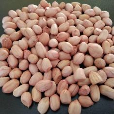 Peanut Kernel - Natural Groundnut Seeds | Hardy Buttery Flavor, Nutrient-Rich Composition, Perfect for Snacking and Culinary Uses