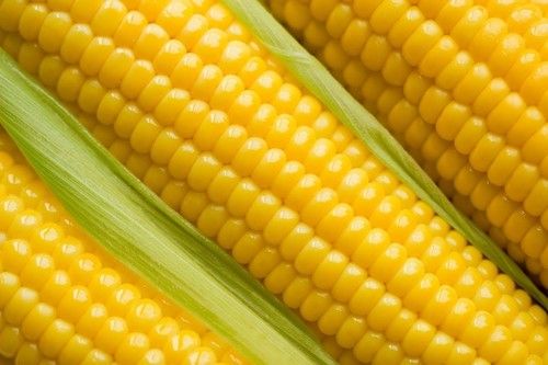 Standard Fresh And Pure Maize