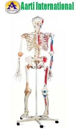 Human Skeleton