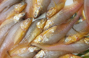 Anchovy (Mandeli) Seawater Fish
