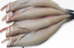 Bombay Duck Seawater Fish