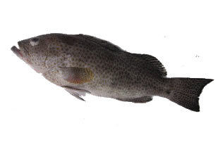 Ekru Grouper Seawater Fish