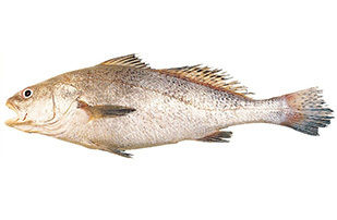 Ghol Seawater Fish