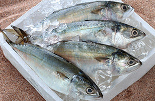 Indian Mackerel (Bhangda) Seawater Fish