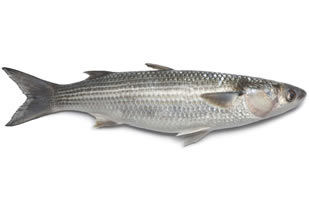 Indian White Mullet Seawater Fish