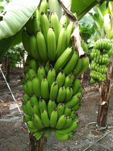 Fresh Banana