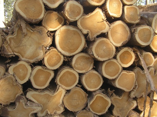 Teak Logs