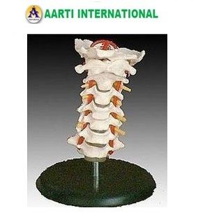 Educational Cervical Vertebral Column With Neck Artery Model