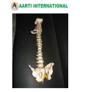 Educational Deluxe Spine Model