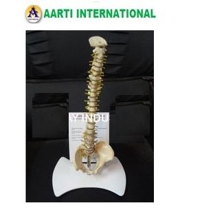Educational Physiotherapy Spine Model