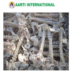 Human Vertebral Column With Pelvis Models