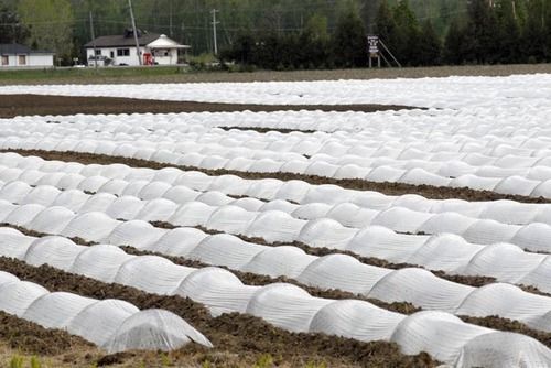 Sun-Resistant Non Woven Fabrics For Crop Cover