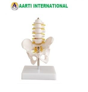 Pelvis With 5pcs Lumber Educational Vertebrae Models