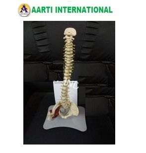 Spine With Hip Joint Model