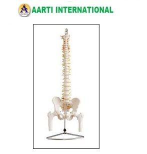 Vertebral Column With Pelvis And Femur Heads Models