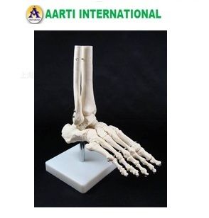 Human Feet Joint Model Application: To Be Used In Laboratory