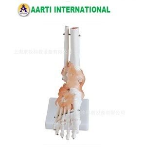 Human Foot Joint With Ligaments Life Size Models