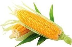 Yellow Whole Maize