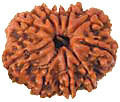 Best Quality Rudraksha (10 Mukhi)