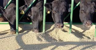 Better Quality Cattle Feed